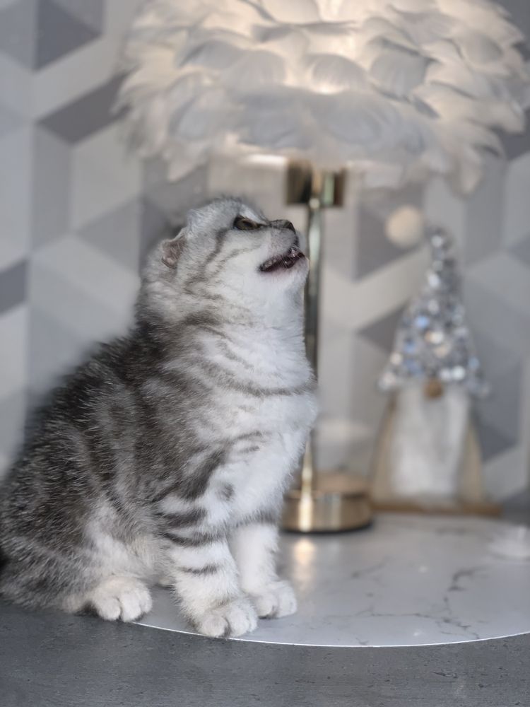Шикарная шотландская кошечка 2 мес