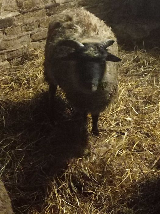 Jagnię odbiór osobisty