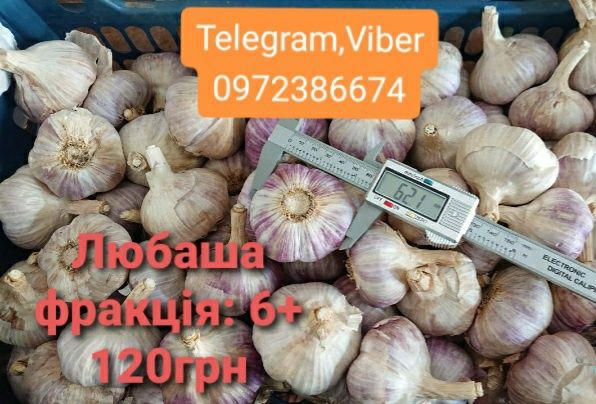 Часник Любаша 2025