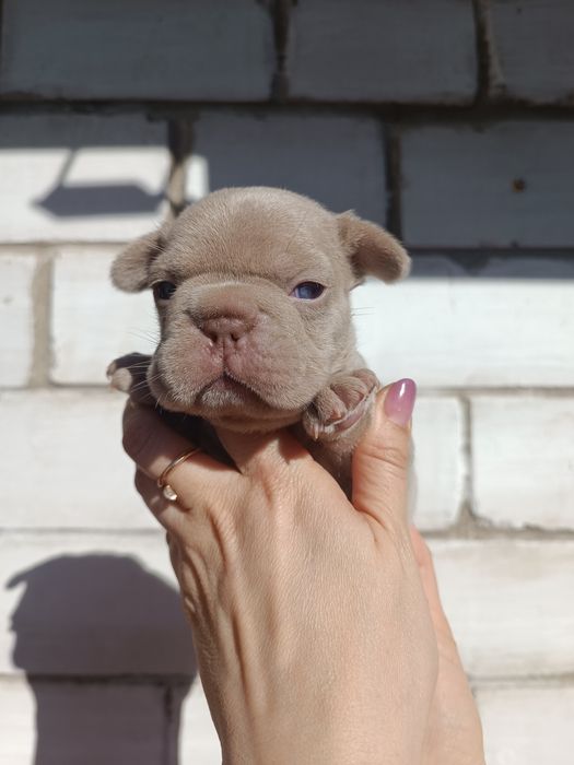Квіточка в забарвленні Ізабелла Нью шейд