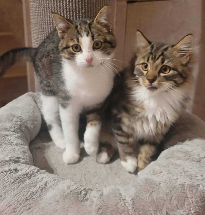 Sony i Sharp koci bracia