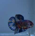 Macho Betta Giant Multicolor - boa forma