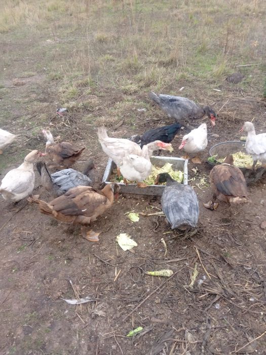 Продам уткі мускусни індоуткі