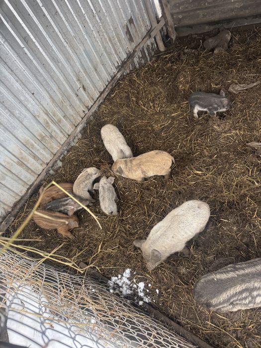 Венгерська чистокровна мангалиця