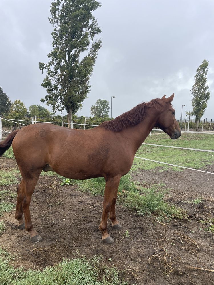 Cavalo de obstaculos