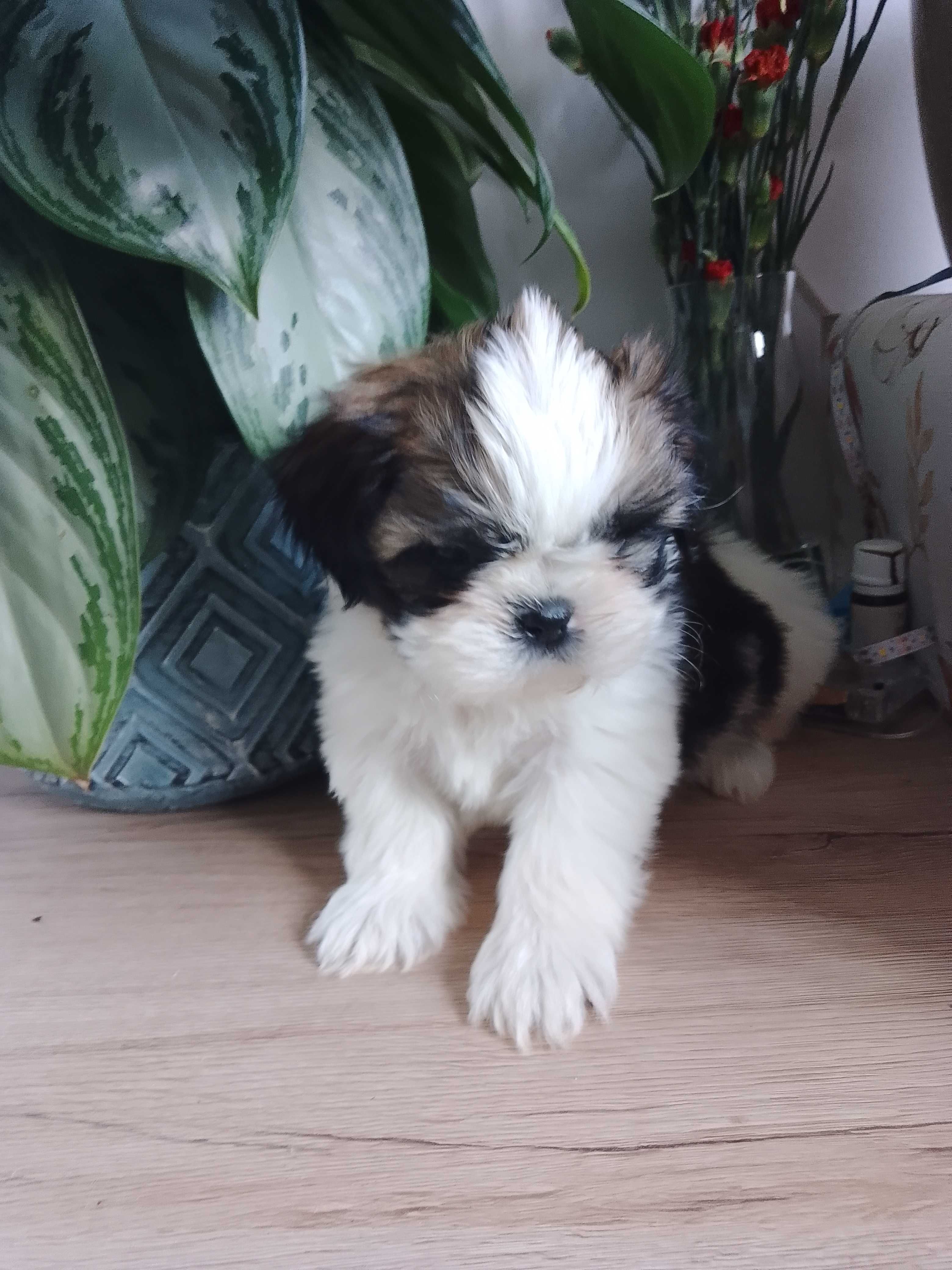 Shih tzu sunia szczeniak