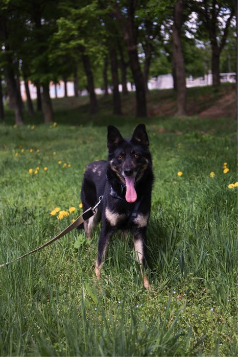 Красива собака доріан з притулку кобель