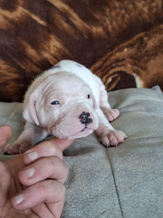 Bandog piękna suczka nie dog argentyński amstaff cane corso