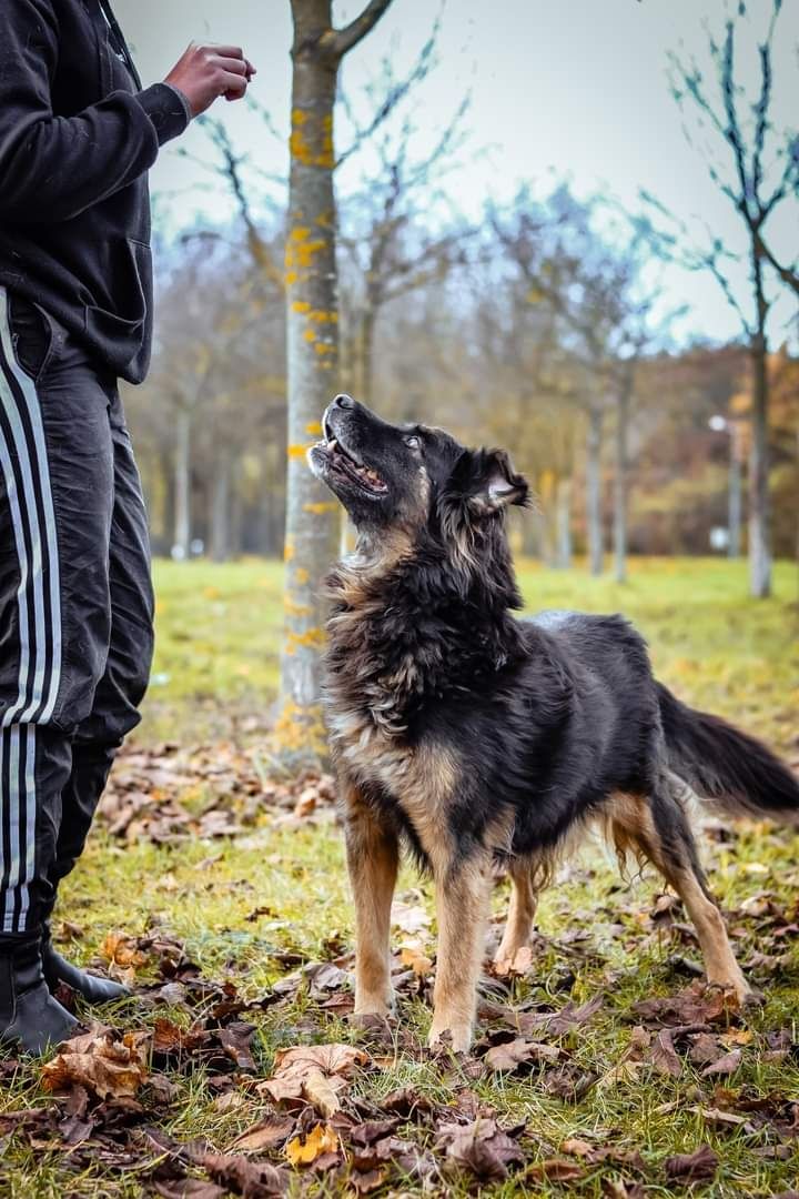 Bezproblemowy Clyde czeka za kratami na swojego człowieka! Adoptuj!