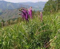 Красный Корень (Копеечник Белковый). 25 грамм; есть и настой.