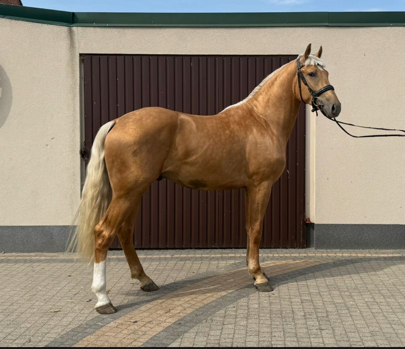 Wałach izabel 2.5 roku