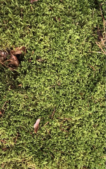 Живий та сухий мох для тваринок та декору.