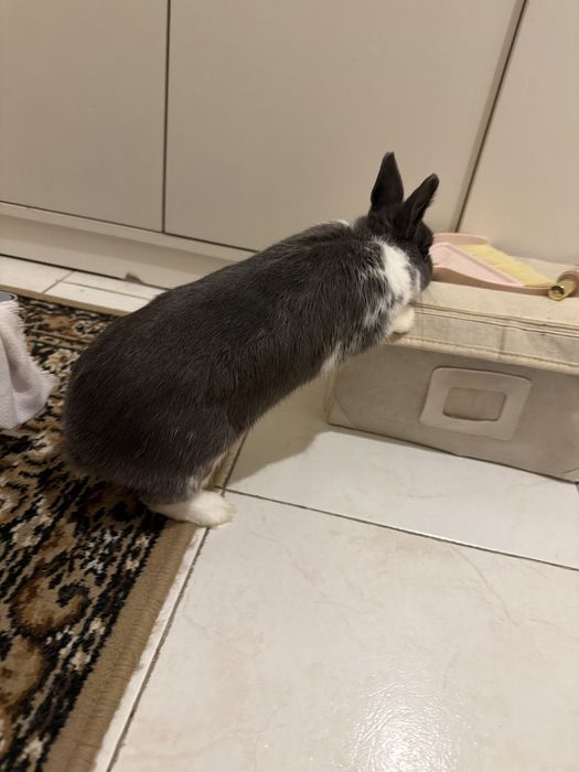 Coelho Anão Com Gaiola