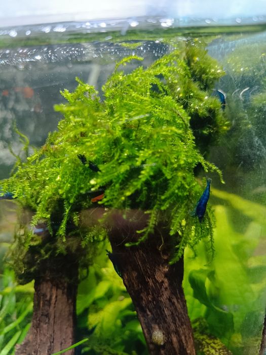 Креветка Blue Dream