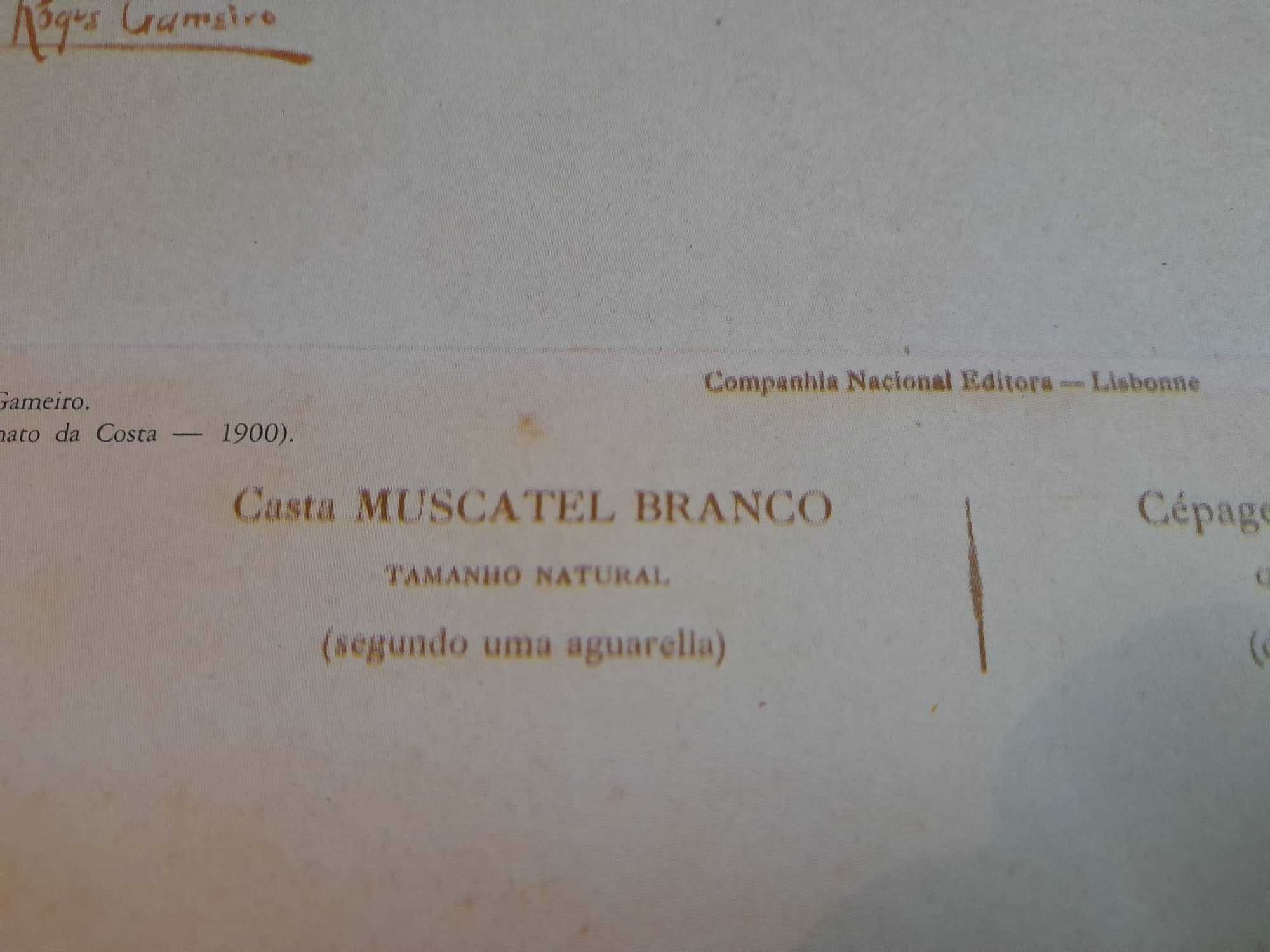 Aguarelas de Roque Gameiro - Santarém: Feira Nac. Agricultura, 1983