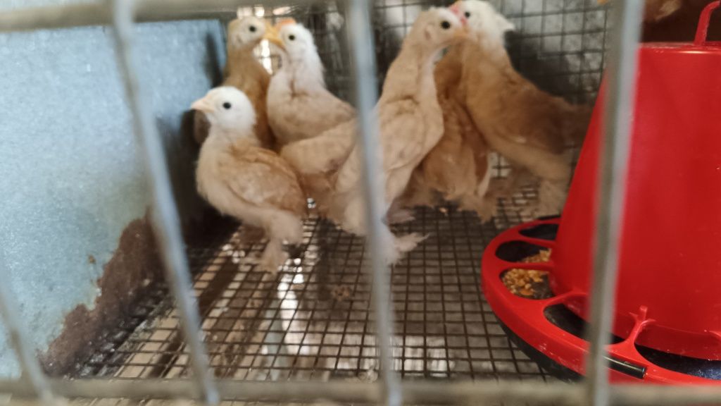 Pintos várias raças