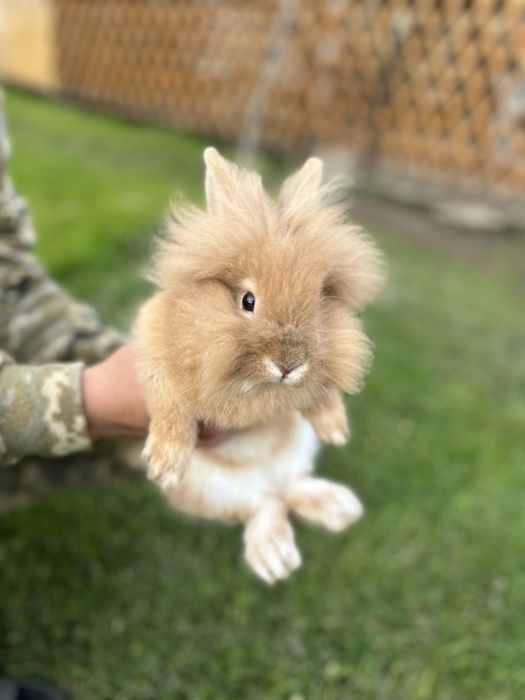 Декоративні кролики