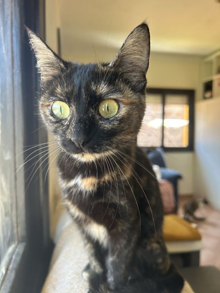 Neji - Gatinha para adoção
