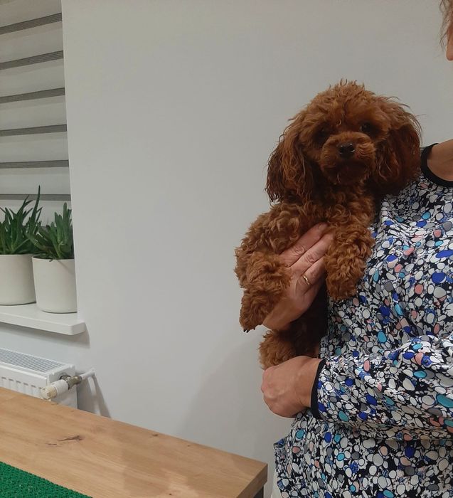 Pudel  TOY red braun zaprasza