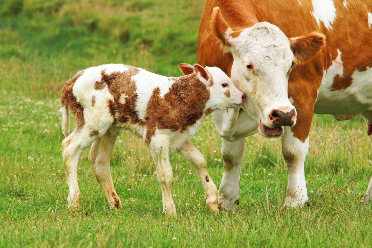 pasza pełnoporcjowa dla bydła mlecznego  21% białka