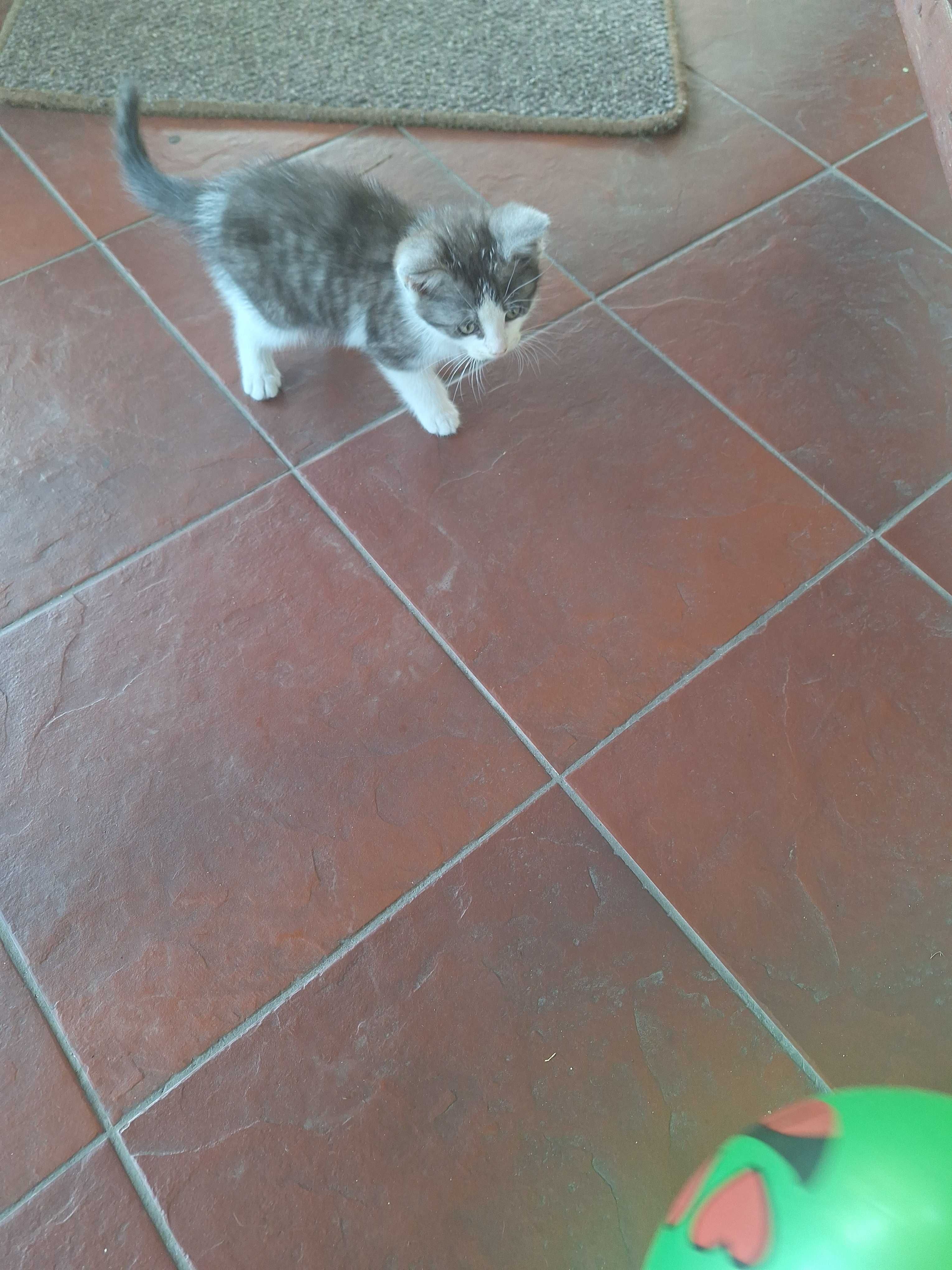 Odam dobre ręce koty