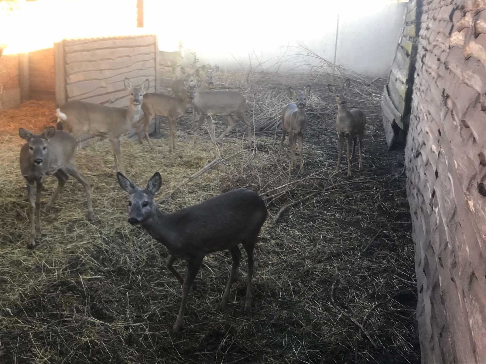 Косули разводные, ручные косули самки и самцы