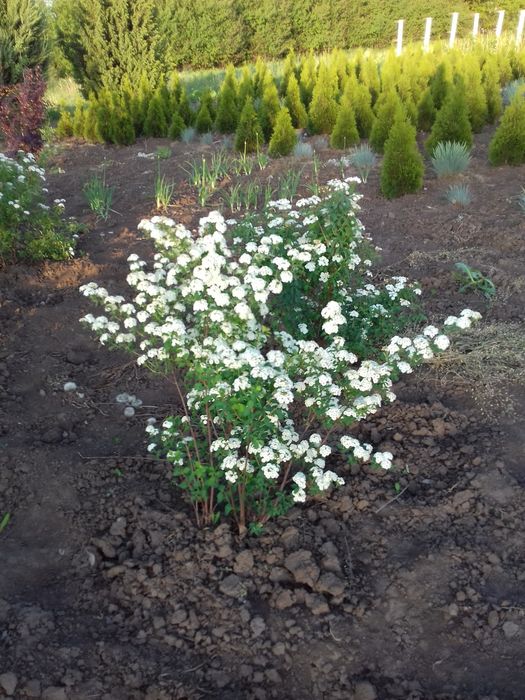 Спирея Вангута кустарник лиственный