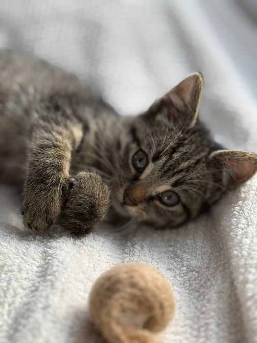 oddam kotka, kotek do adopcji