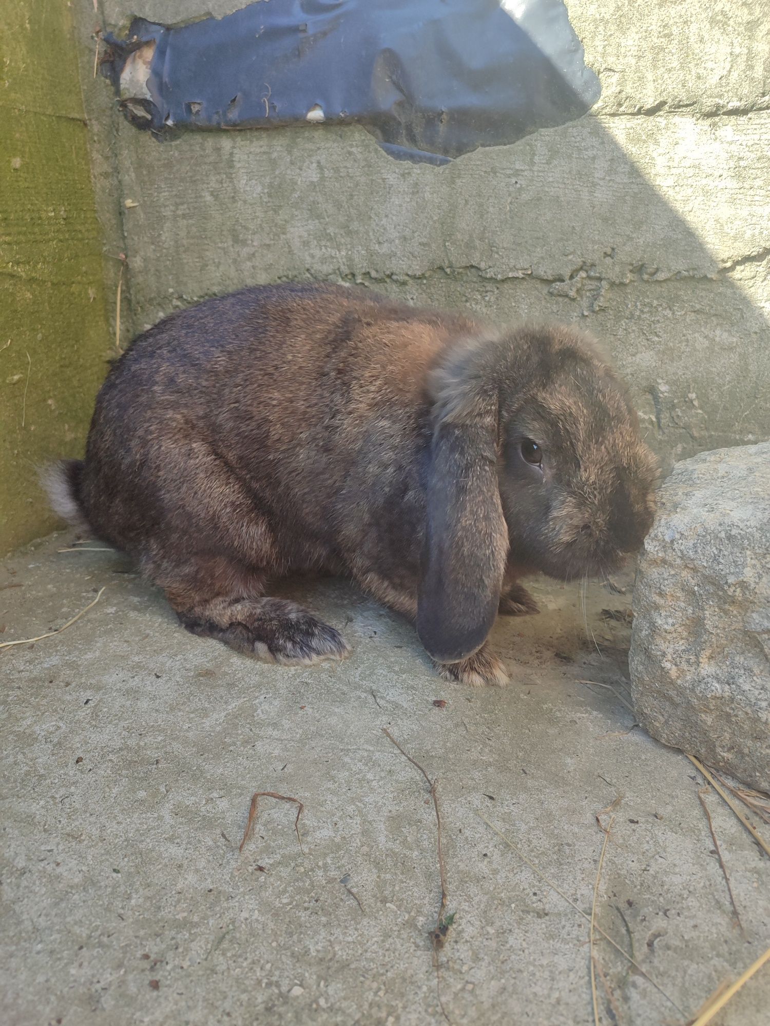 Króliki barany francuskie