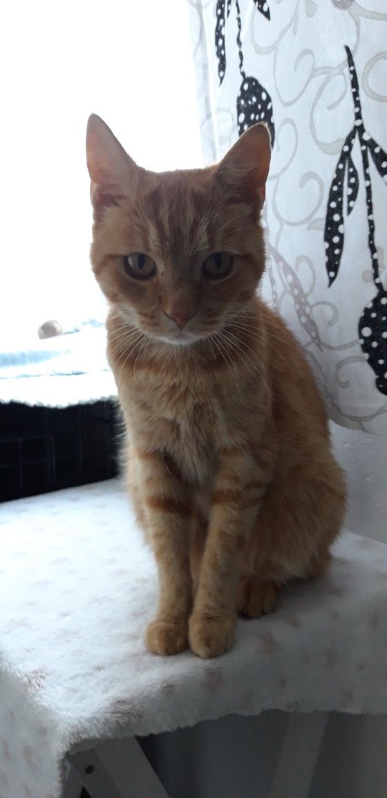 Rudek szuka domku