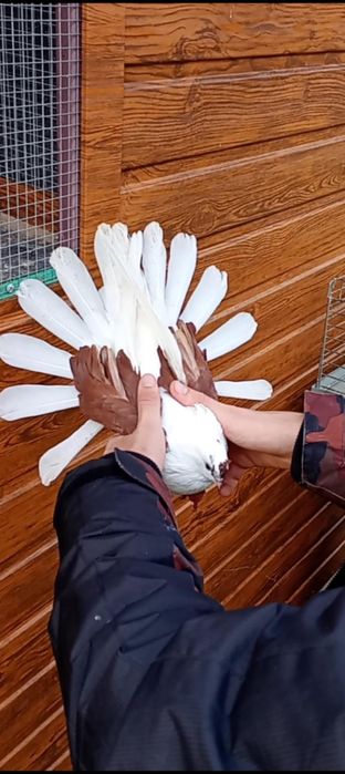 Orliki szaryki nikołajewskie boki