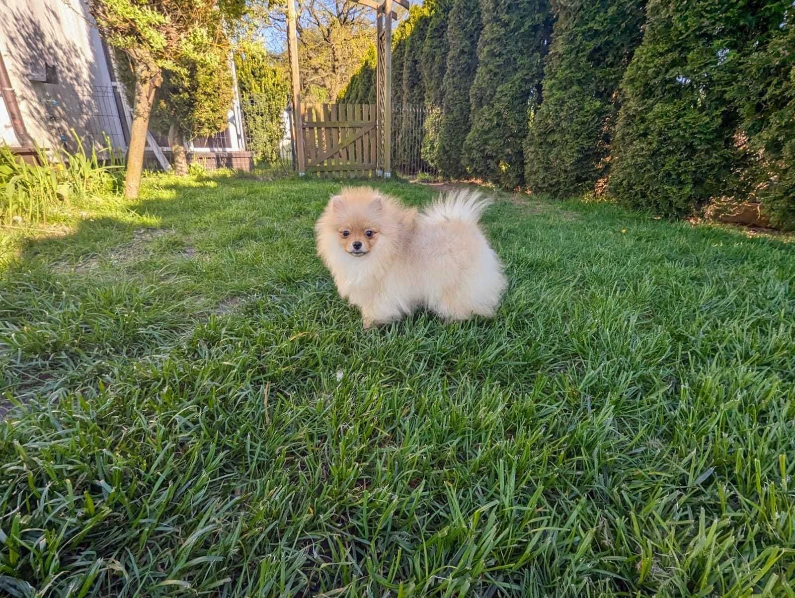 Piękny chłopiec Monti Szpic Miniaturowy Pomeranian . Hodowla FCI