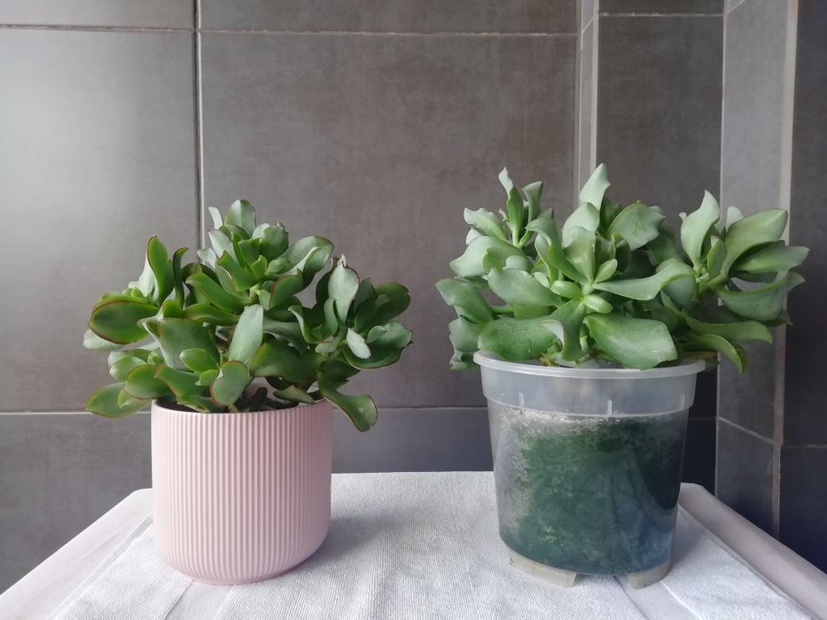 Planta de Jade - várias