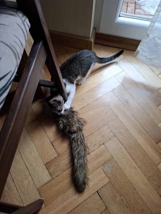 Kraksa szuka domu na zawsze!