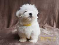 SAMIEC RITTI biały malutki Coton De Tulear szczenię ZHPR UCI Kraków
