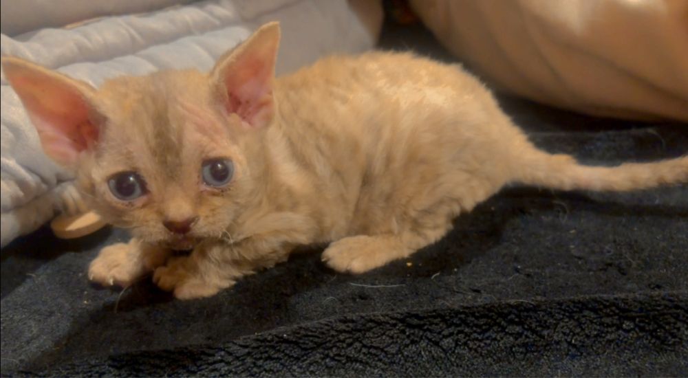 Justine piekny kocurek devon rex Pzf