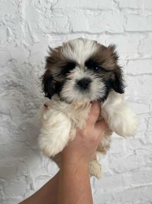 Shih-tzu suczka ZKwP FCI