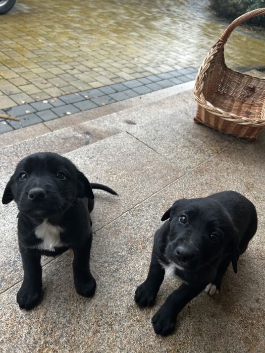 Szczeniaki Polski Gończy