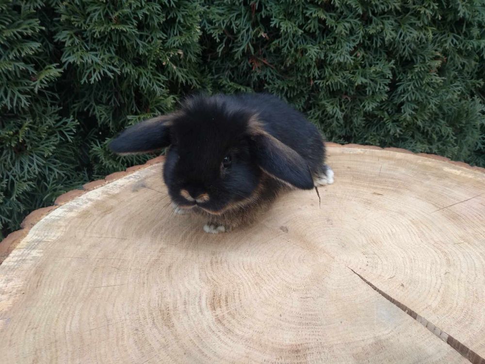 Mini lop króliczki baranki