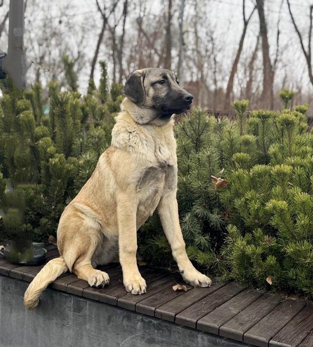 Щенок кангала девочка