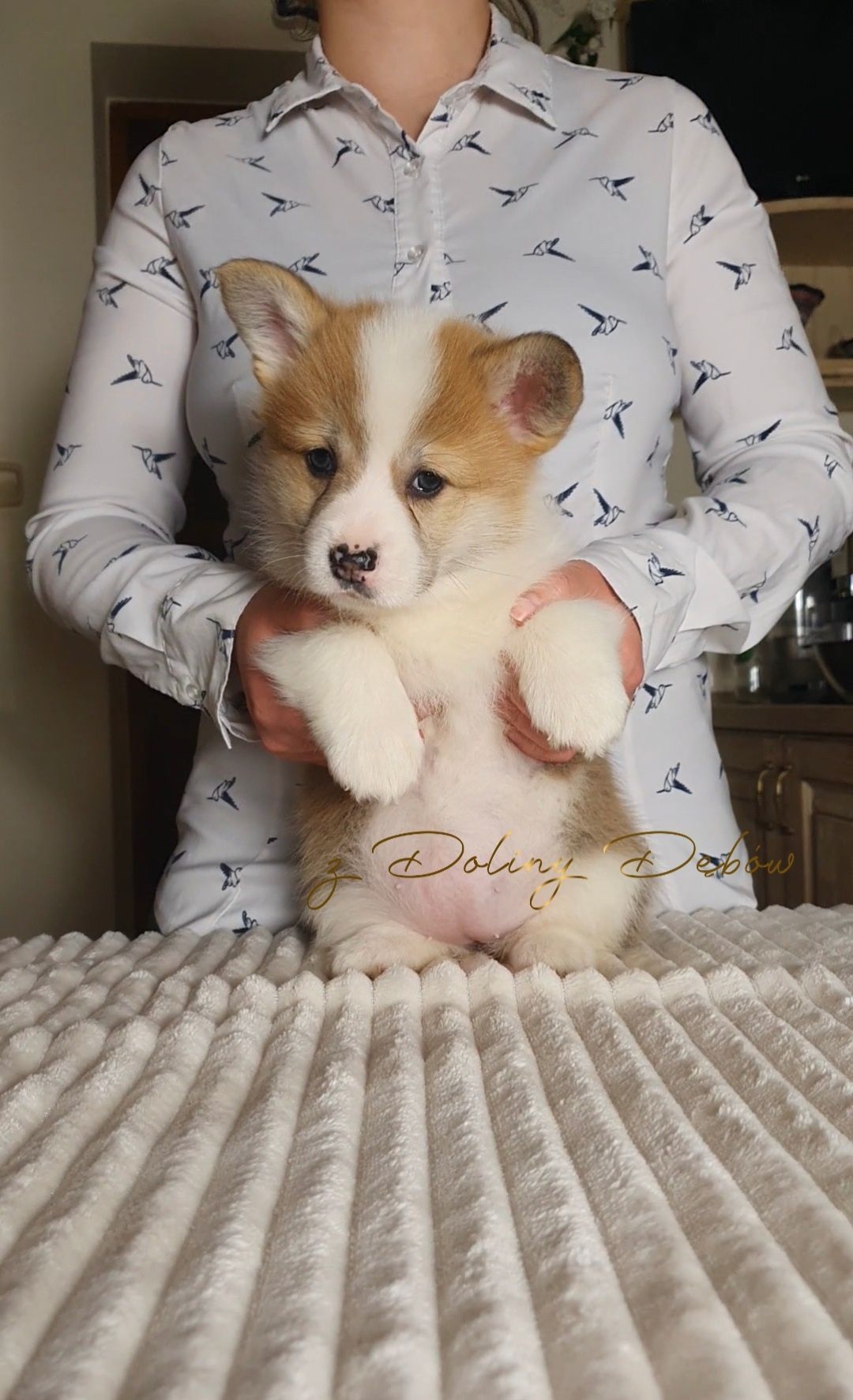 Welsh Corgi Pembroke (FCI)