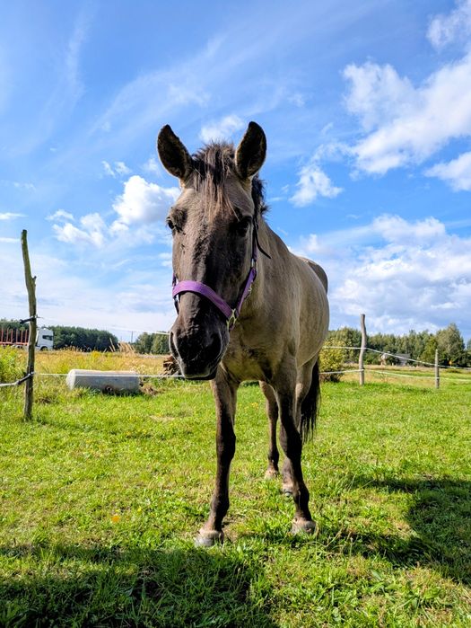 Konik polski klacz