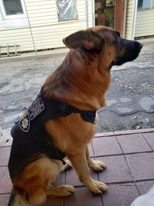 Вязка немецкий овчарка