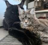 Maine coon kotek kocurek kotka kociak