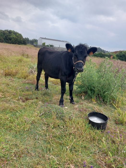 Novilha cruzada de angus