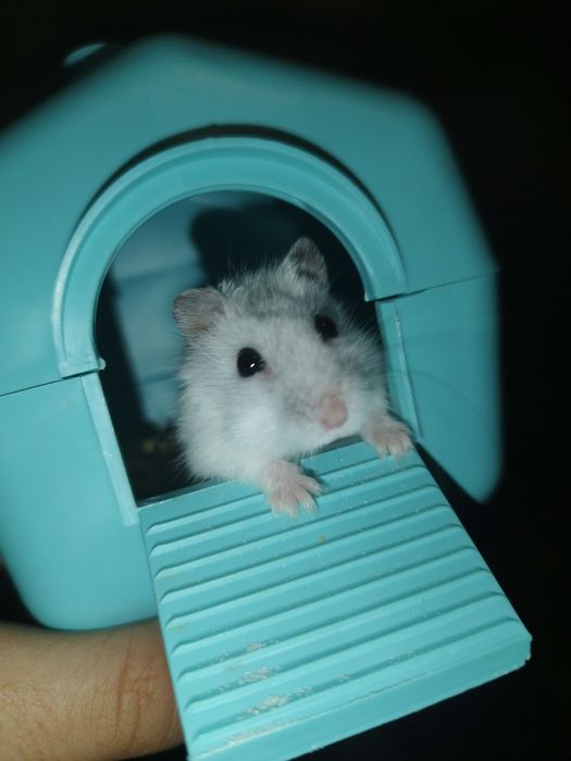 Хом'як джунгарик