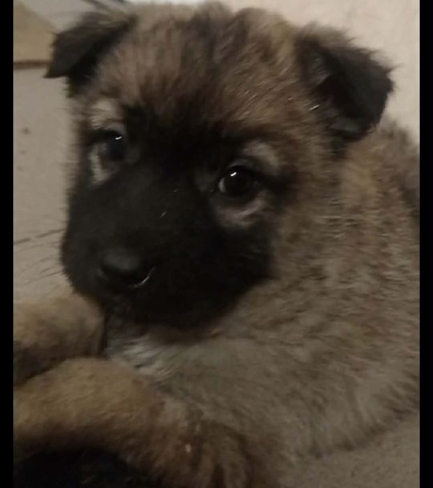 Щенятко шукає люблячу сім'ю