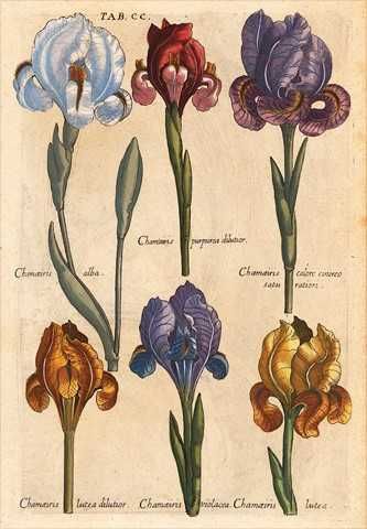 Kwiaty - Zielnik 1719 r.  reprint XVIII w. grafik do aranżacji wnętrza