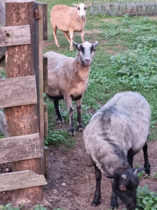 Młode owce kotne wrzosówki I kamerunki i matki z młodymi