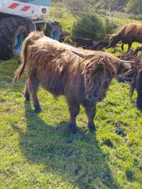 Mięso wołowe ekologiczne ćwiartki  wołowe cielęcina szkockie highland